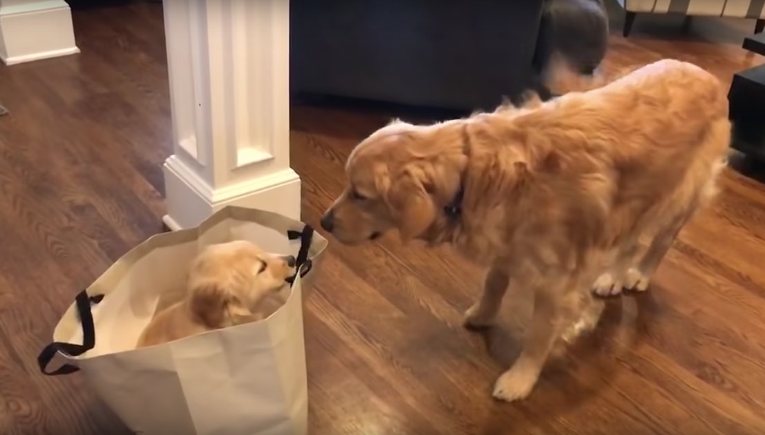 Download 20 Cute Dog Videos You Need To Watch Right Now