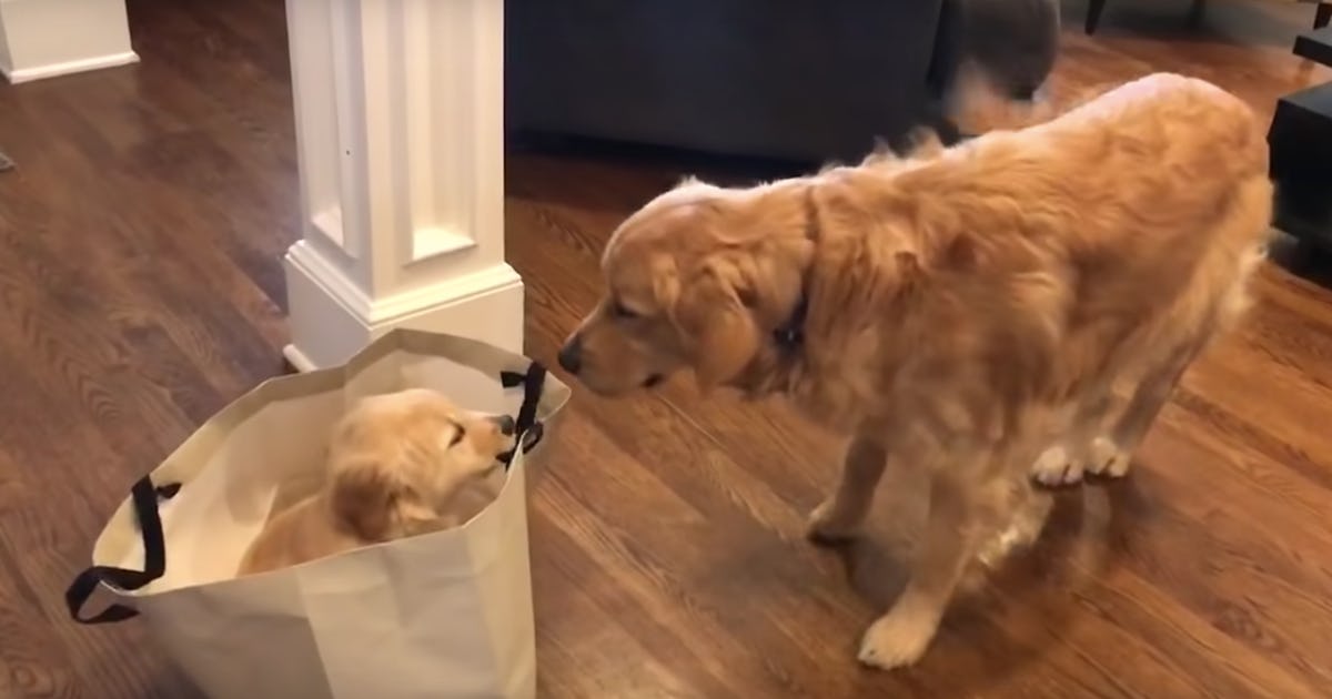 Download 20 Cute Dog Videos You Need To Watch Right Now