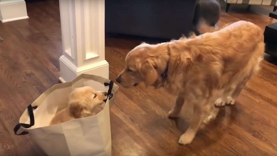 20 Cute Dog Videos You Need To Watch Right Now