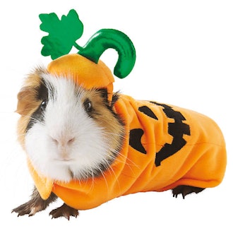 Thrills & Chills Pumpkin Small Pet Costume