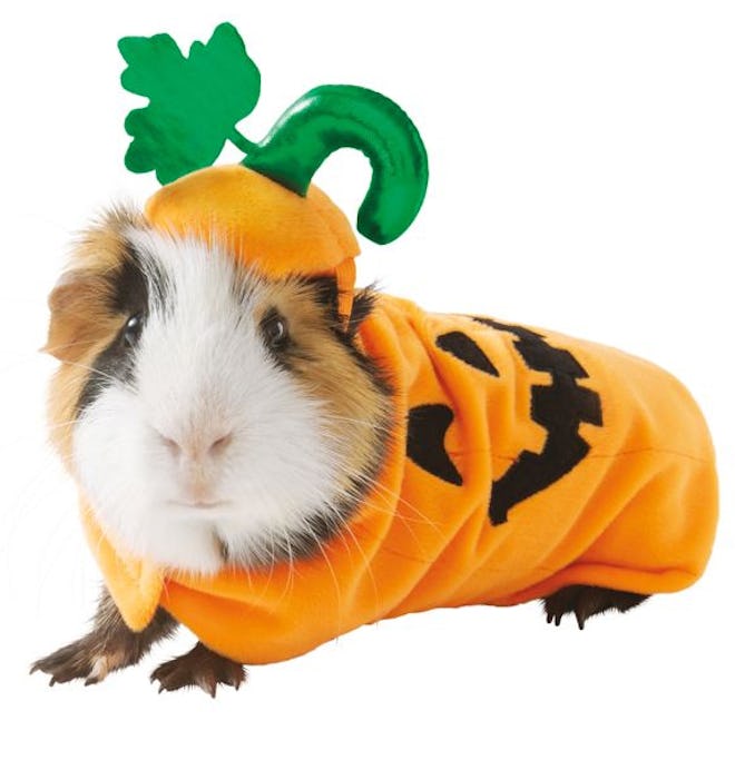 Pumpkin Small Pet Costume 