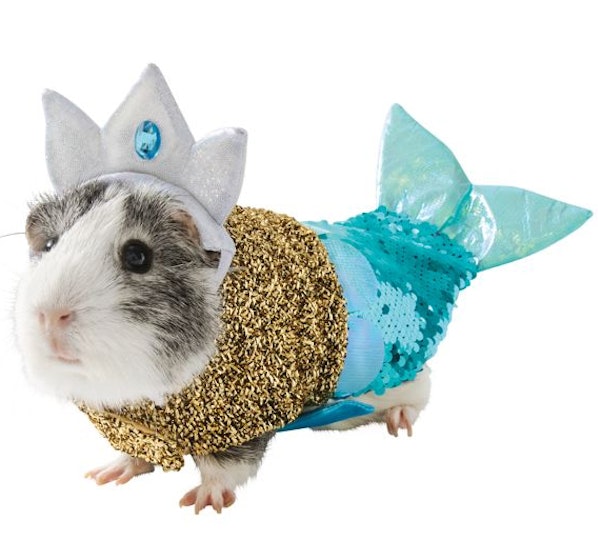 Petsmarts Guinea Pig Halloween Costumes Are So Cute Theyll - 