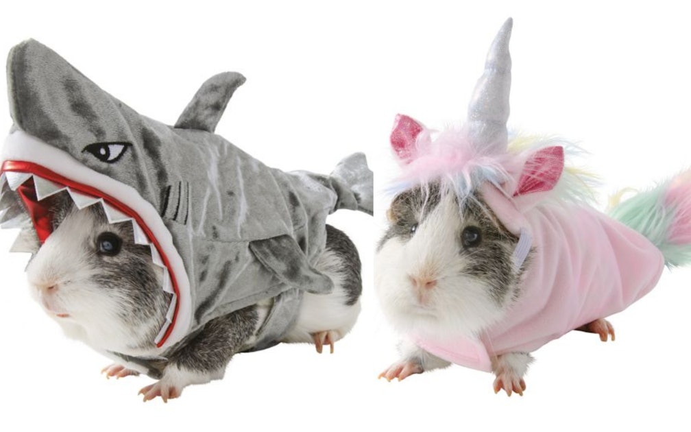 PetSmart's Guinea Pig Costumes For Halloween 2019 Are The Cutest