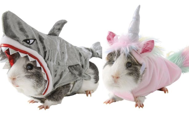 PetSmart’s Guinea Pig Costumes For Halloween 2019 Are The Cutest Thing
