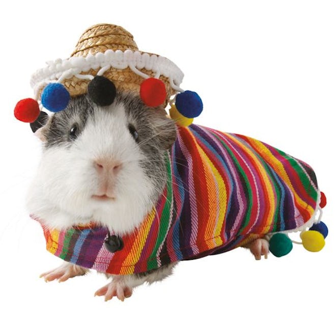 Sombrero Small Pet Costume 