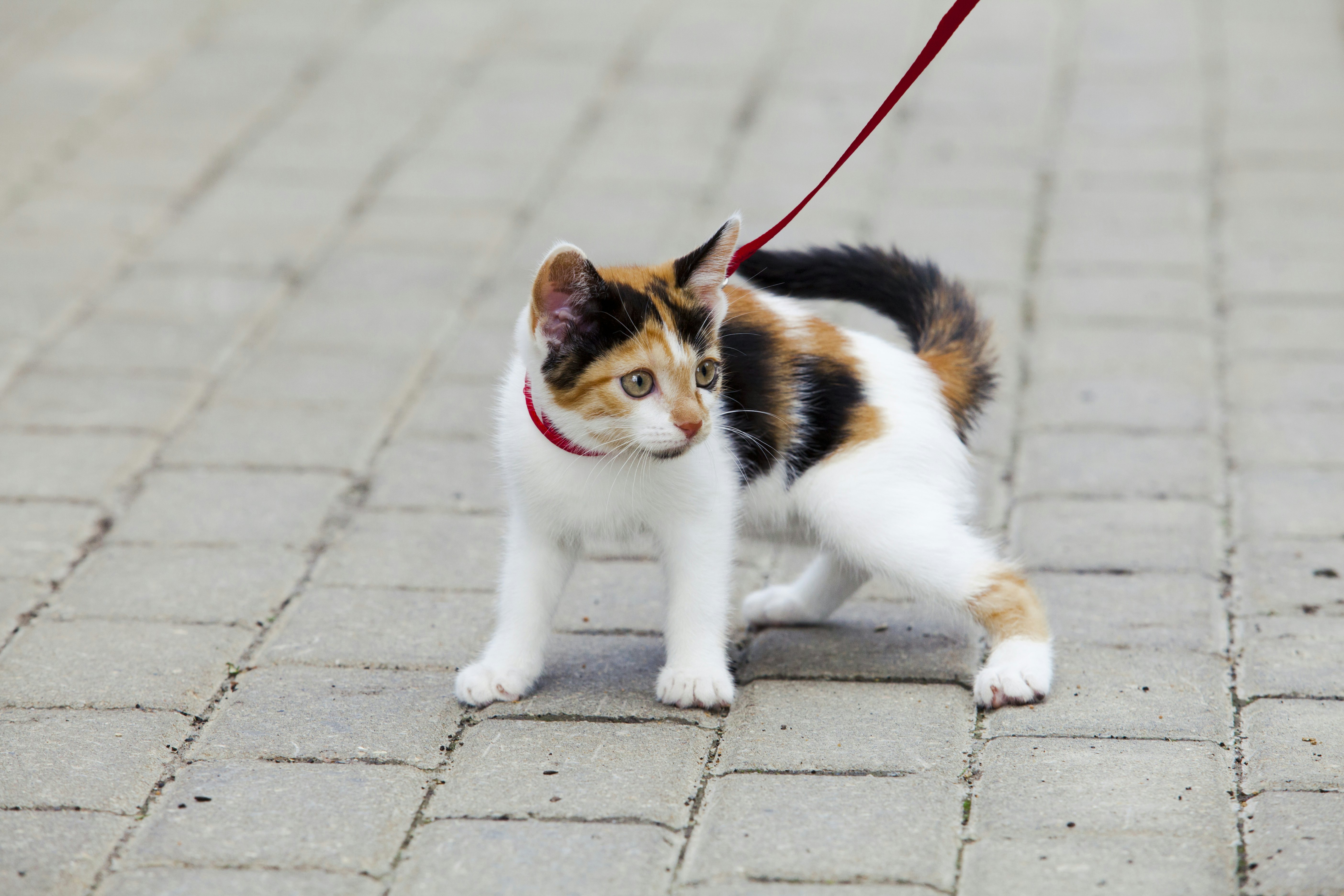 how to walk a cat