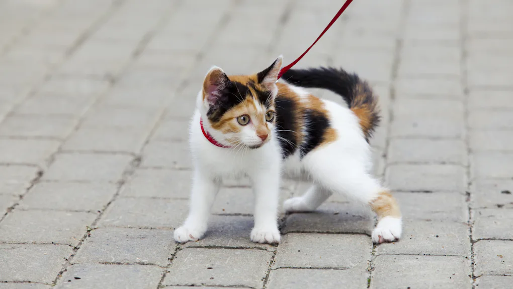 Walking Your Cat A Totally Serious Guide
