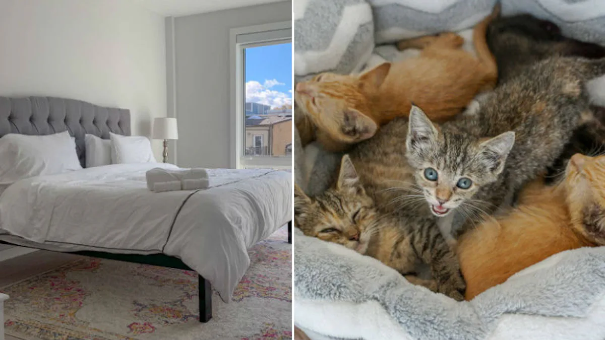 You Can Stay At An Airbnb With Kittens, So You Should Book It Right Meow