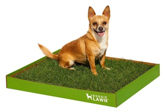 DoggieLawn Real Grass Dog Potty 