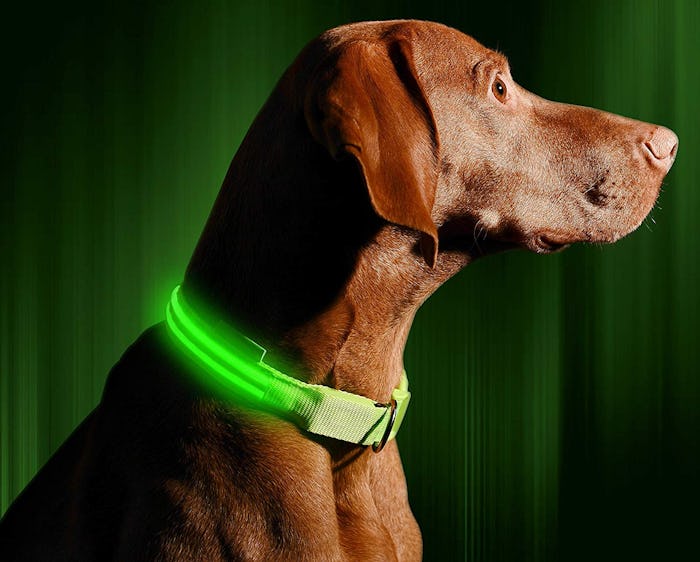 Illumiseen LED Dog Collar 