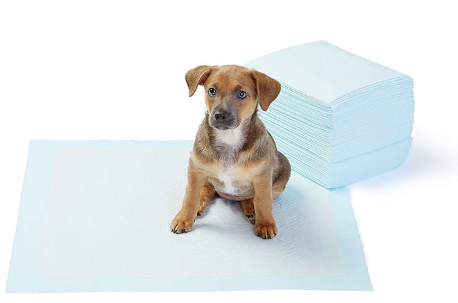 AmazonBasics Pet Training and Puppy Pads (50-Count)