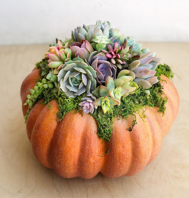 Faux Pumpkin Trimmed with Living Succulents