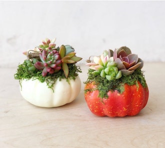 Mini Faux Pumpkin Planted with Living Succulents