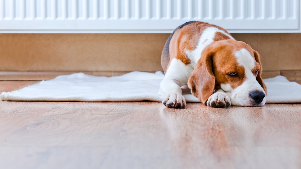 The 3 Best Cleaners For Dog Urine On Hardwood Floors