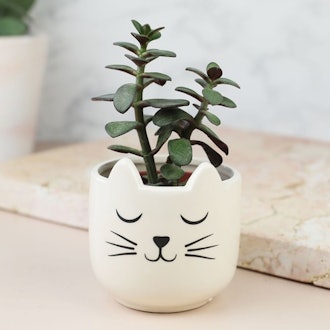 Sass & Belle Cat's Whiskers Mini Planter