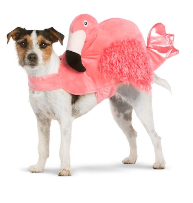 Halloween Flamingo Pet Costume