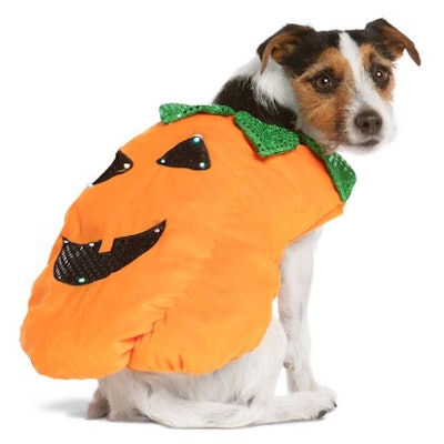 Halloween Pumpkin Pet Costume - Light-Up