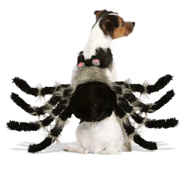 Halloween Spider Pet Costume