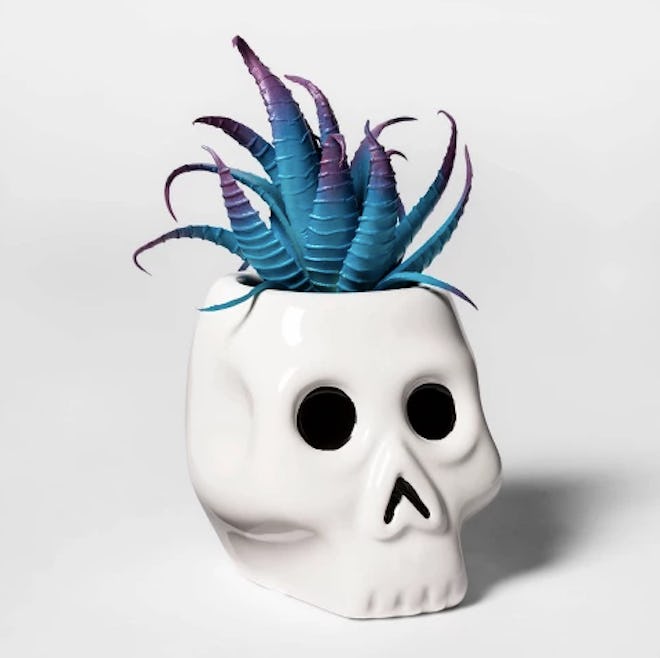 Skull Halloween Succulent White