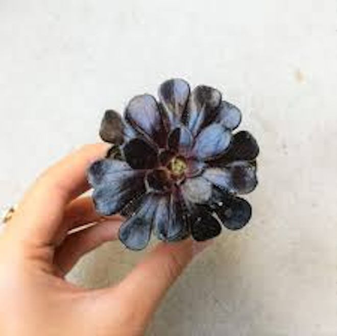 Aeonium Black Rose Zwartkopf