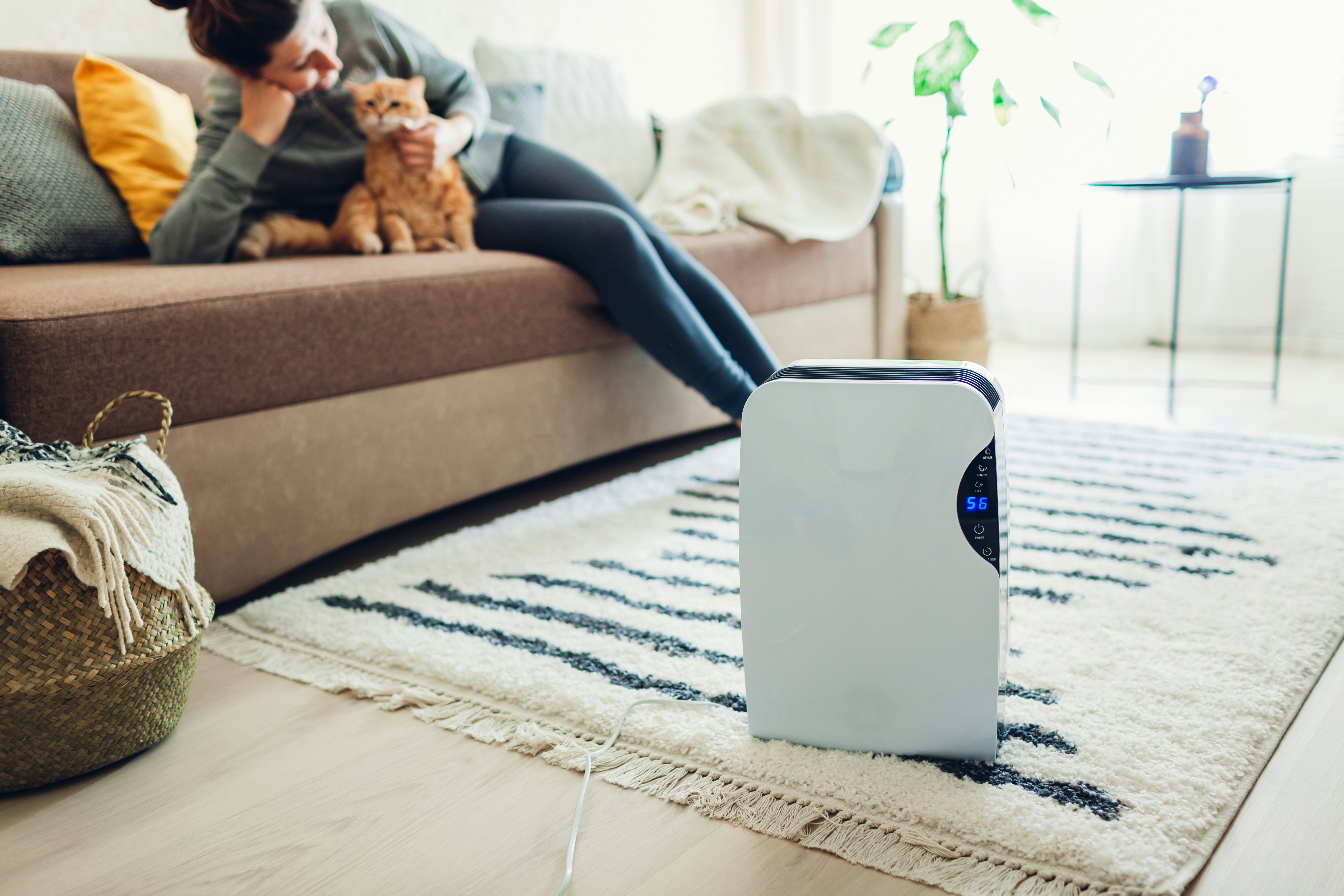 humidifier for cat allergies