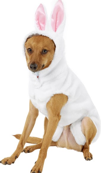 bunny outfits for dogs