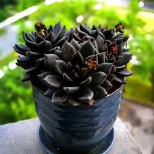 large planter pots Palace Extra Large Black Ceramic Planter main image 0