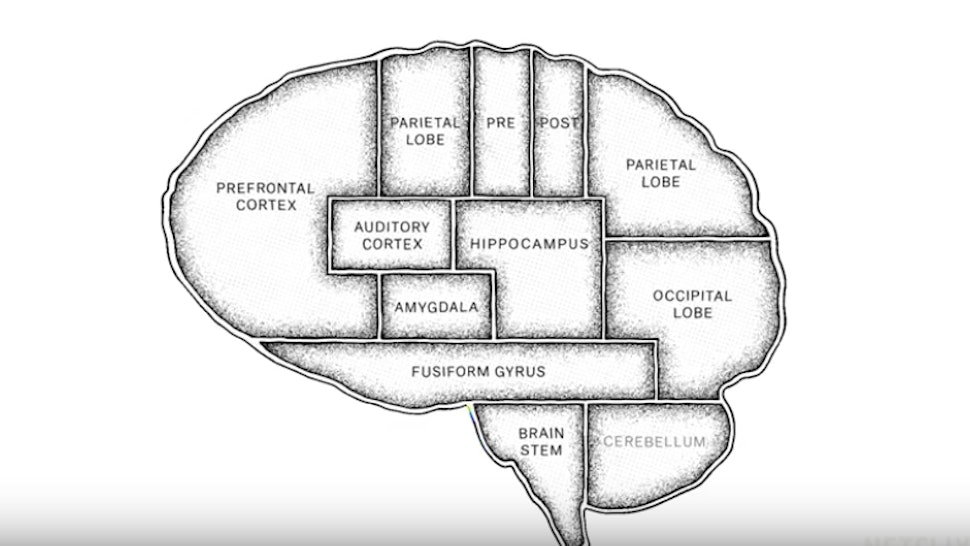 Will 'The Mind, Explained' Return For Season 2? Vox Has More ...