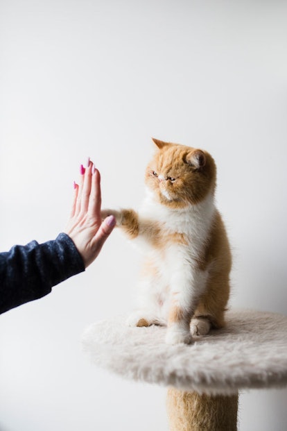 Using human cues with your pet cat has its perks.
