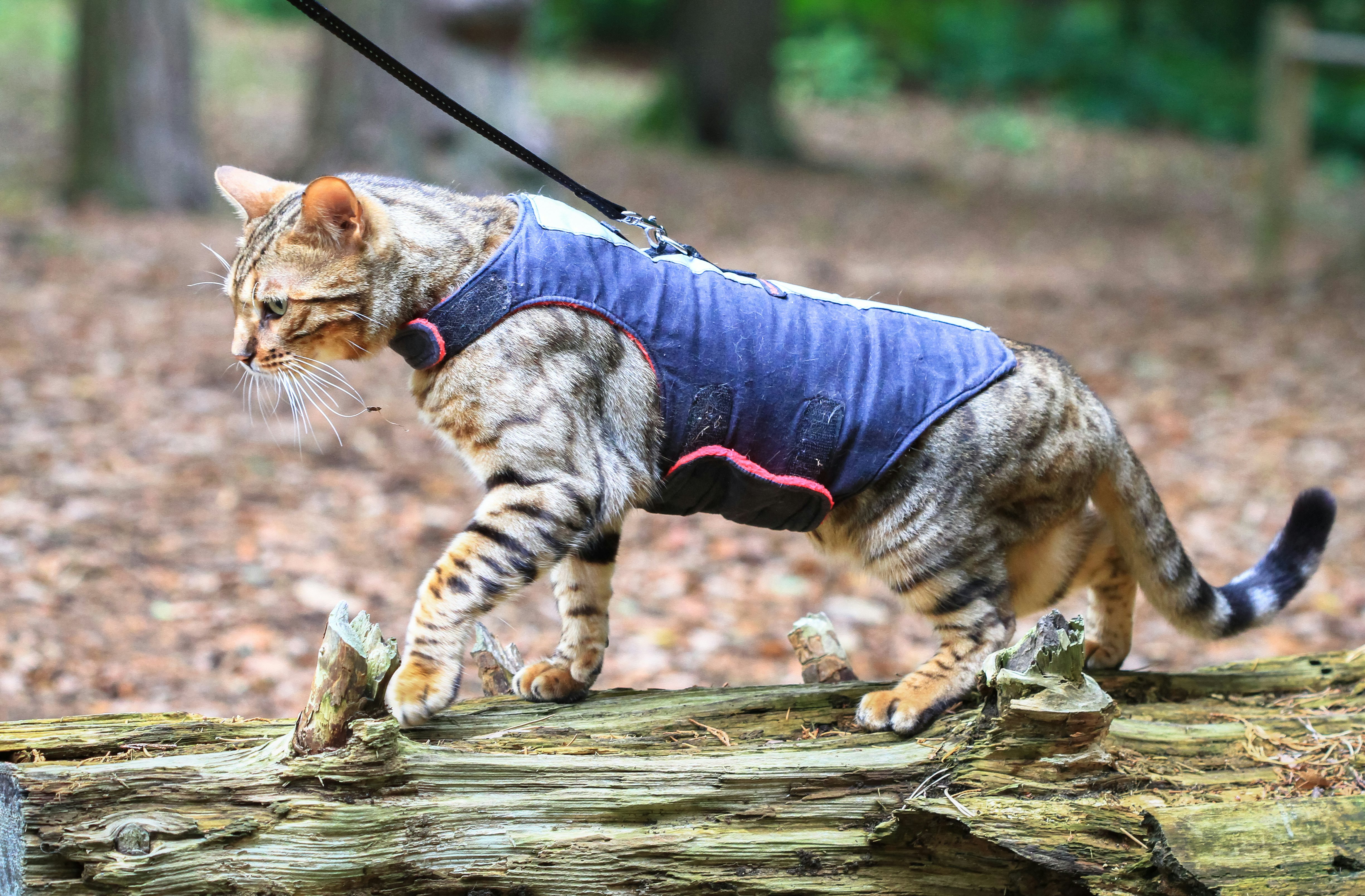 easy cat harness