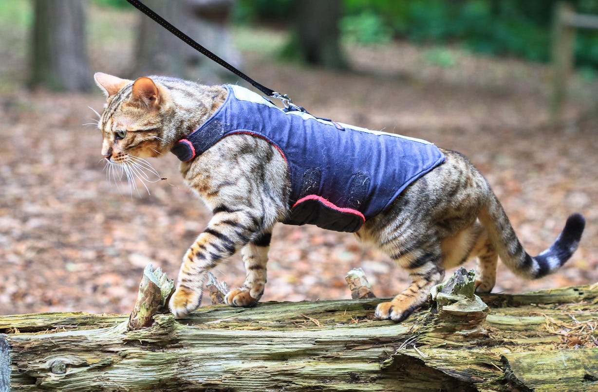 The 4 Best Cat Harnesses