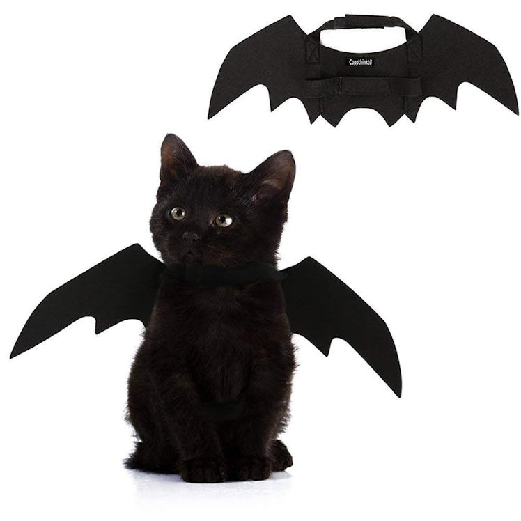 Pet Cat Bat Wings