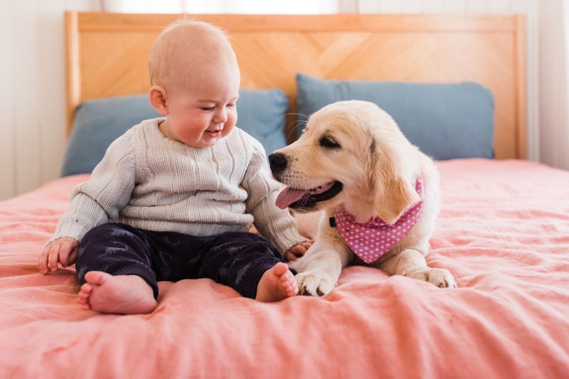 Why dogs lick babies faces