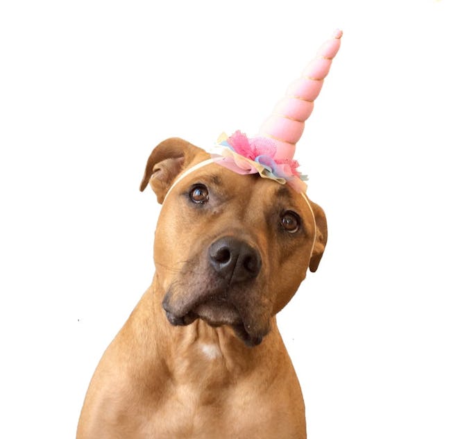 Pink Unicorn Horn Dog Headband Costume