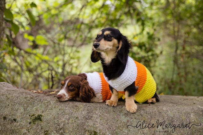 Candy Corn Dog Sweater
