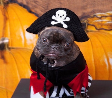 Pirate Dog Hat, Dog Halloween Costume