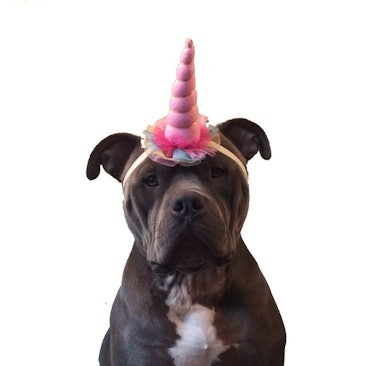 Pink Unicorn Horn Dog Headband Costume
