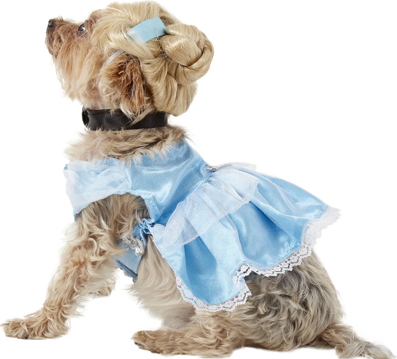 cinderella dog