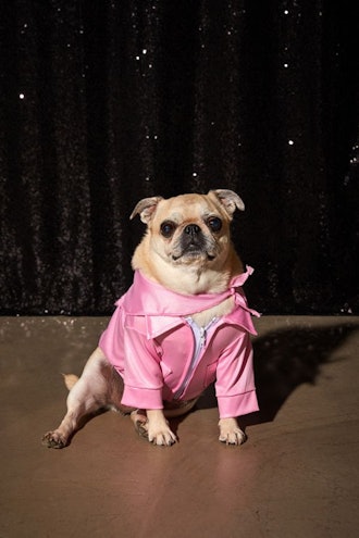 Pink Ladies Jacket Dog Halloween Costume