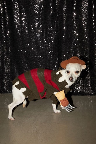 Freddy Kreuger Dog Halloween Costume
