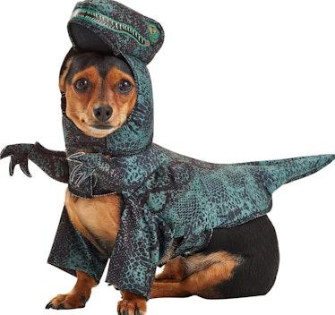 California Costumes Pupasaurus Rex Dog & Cat Costume