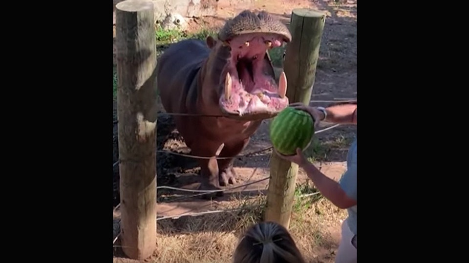 Mom Defends Sex Reveal Using Zoo Hippo Amid Widespread Backlash -