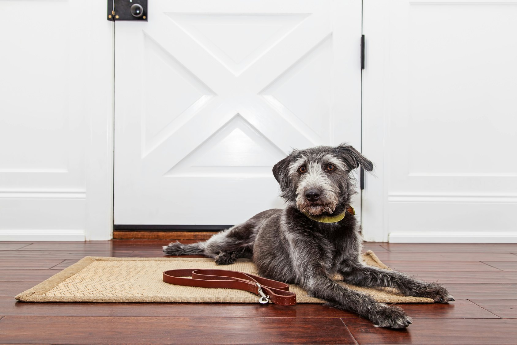 The 3 Best Doormats For Dogs