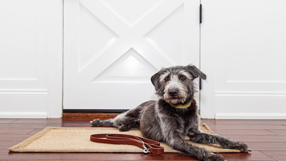 The 3 Best Doormats For Dogs