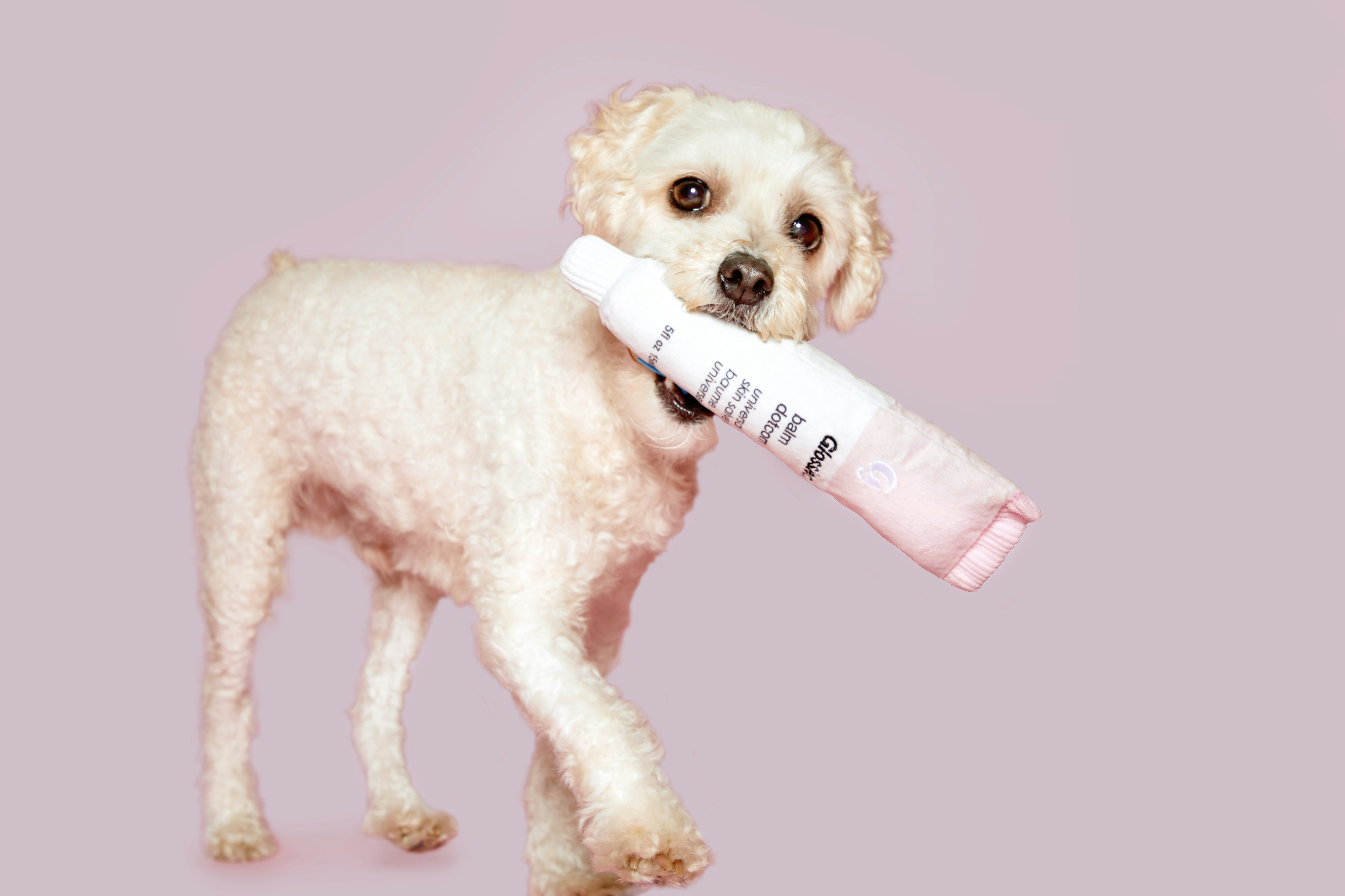 glossier dog toys