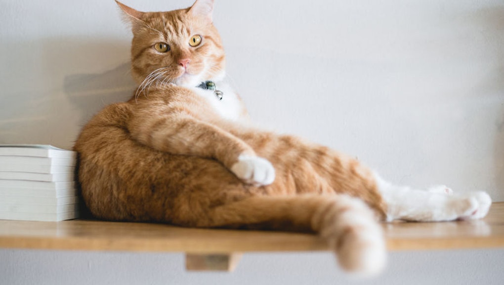 Image result for cats