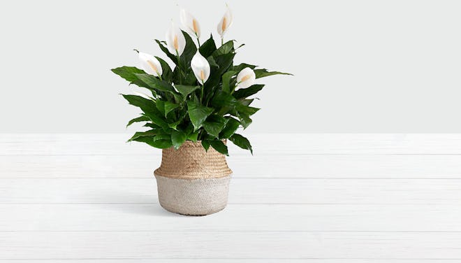 Peace Lily — Floor Plant With Stand
