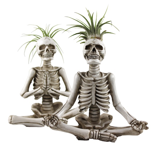 Suggestions for replacing dying plant in yogi skeleton? : r/traderjoes