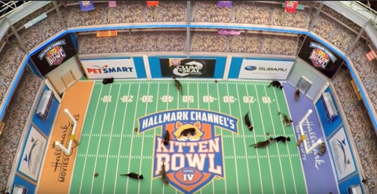 The 2020 Kitten Bowl will air on The Hallmark Channel during Super Bowl Sunday on Feb 2, 2020.