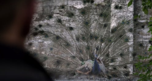 Peacock vision on Manifest